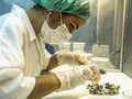 Researcher performs an analysis of plants and fungi in a semi-arid Embrapa laboratory, Brazilian Agricultural Research Corporation Royalty Free Stock Photo