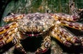 Petrolisthes armatus, the green porcelain crab Royalty Free Stock Photo