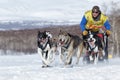 Kamchatka Sled Dog Race Beringia, Russian Cup of Sled Dog Racing Royalty Free Stock Photo