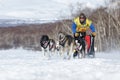 Running sled dog team Kamchatka musher Semashkin Andrey. Kamchatka Sled Dog Racing Beringia, Russian Cup of Sled Dog Racing snow Royalty Free Stock Photo