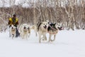 Running sled dog team. Kamchatka Sled Dog Race Beringia, Russian