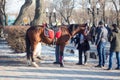 Petropavlovsk, Kazakhstan, March.22.19. People with a horse at the fair. Festival, holiday. Traditions, culture. Kazakhstan.