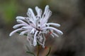 Petrophile linearis pixie mops wildflower Royalty Free Stock Photo