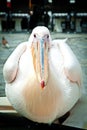 Petros the pelican, Mykonos
