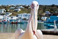 Petros the pelican, Mykonos Royalty Free Stock Photo