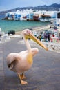 Petros the Pelican of Mykonos with Little Venice, Greece Royalty Free Stock Photo