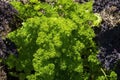 Curly leaf parsley (petroselinum crispum) growing in herb and vegetable garden Royalty Free Stock Photo