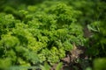 Petroselinum crispum - Fresh curly parsley on the ground close-up in garden. Royalty Free Stock Photo