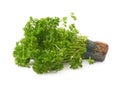 Petroselinum crispum parsley plant isolated Royalty Free Stock Photo