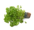 Petroselinum crispum parsley plant isolated Royalty Free Stock Photo