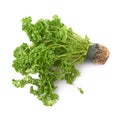 Petroselinum crispum parsley plant isolated Royalty Free Stock Photo