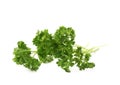 Petroselinum crispum parsley plant isolated Royalty Free Stock Photo