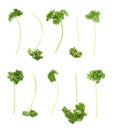 Petroselinum crispum parsley plant isolated Royalty Free Stock Photo