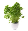 Petroselinum crispum parsley plant isolated Royalty Free Stock Photo