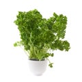 Petroselinum crispum parsley plant isolated Royalty Free Stock Photo