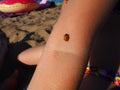 Petrozavodsk, Russia, July 10, 2021. A girl on a sandy beach. A ladybug beetle crawls on the child& x27;s hand. The girl Royalty Free Stock Photo