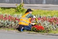 a girl plants flowers in a city flower bed. landscaping and improvement of streets