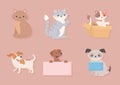 pets adoption icons set Royalty Free Stock Photo