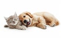 Pets On A Background Of Transparency, Displaying Pure Joy And Companionship Royalty Free Stock Photo