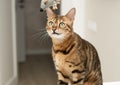 Pets. A beautiful Bengal cat actively plays with a toy gray plush mouse. Hunting for a mouse. Close-up. Royalty Free Stock Photo