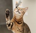 Pets. A beautiful Bengal cat actively plays with a toy gray plush mouse. Hunting for a mouse. Close-up. Royalty Free Stock Photo