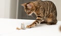 Pets. A beautiful Bengal cat actively plays with a toy gray plush mouse. Hunting for a mouse. Close-up. Royalty Free Stock Photo