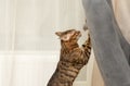 Pets. A beautiful Bengal cat, leopard in color, actively jumps onto a chair and catches a plush mouse. Hunting for a Royalty Free Stock Photo