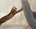 Pets. A beautiful Bengal cat, leopard in color, actively jumps onto a chair and catches a plush mouse. Hunting for a Royalty Free Stock Photo