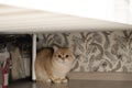 A beautiful red, domestic, small kitten sits under the bed near the boxes and looks at the camera with frightened big Royalty Free Stock Photo