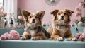 Pets in a beauty salon for animals.