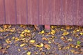 An interesting photo of a dog, a dog`s nose under a brown metal fence with yellow leaves. Royalty Free Stock Photo