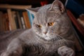 Pets: the cat plays on the shelf with books. Royalty Free Stock Photo