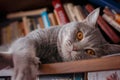 Pets: the cat plays on the shelf with books. Royalty Free Stock Photo