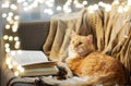 Red cat lying on sofa with book and cones at home Royalty Free Stock Photo