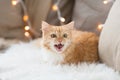 Red tabby cat mewing on sofa and sheepskin at home Royalty Free Stock Photo