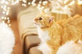 Red tabby cat on sofa with christmas gift at home Royalty Free Stock Photo