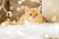 Red tabby cat on sofa with sheepskin at home