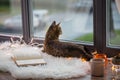 Tabby cat lying on window sill with book at home