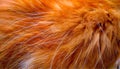 a pets closeup long cat hair furry coat warm hair fluffy animal allergy pattern natural feline kitty striped animal pet animals