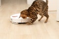 Pets concept. A beautiful, playful leopard cat of the Bengal breed jumps funny on a white robot vacuum cleaner that