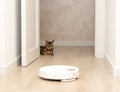 Pets concept. A beautiful, playful, leopard cat, Bengal breed, lies funny, looks out from behind the door and watches a