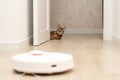 Pets concept. A beautiful, playful, leopard cat, Bengal breed, lies funny, looks out from behind the door and watches a