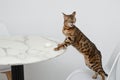 Pets. Concept. A beautiful, red leopard Bengal cat stands on a chair and licks a plate on the kitchen table. Muzzle in