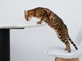 Pets. Concept. A beautiful, red leopard Bengal cat stands on a chair and licks a plate on the kitchen table. White