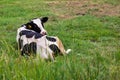 Pets. Cow on pasture in summer. A black and white dairy cow with a yellow brand on its ear lies on the grass in the countryside Royalty Free Stock Photo