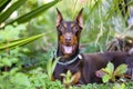 Pets dog breed doberman joyful in seeing his dome