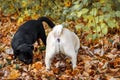 Pets. Dogs. Nature Royalty Free Stock Photo