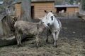 Pets donkey standing bored on dirty grass in zoo with short thin legs