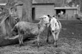 Pets donkey standing bored on dirty grass in zoo with short thin legs