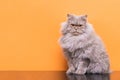 Pets, fluffy gray adult Cat sits on a orange background and looks into the camera
